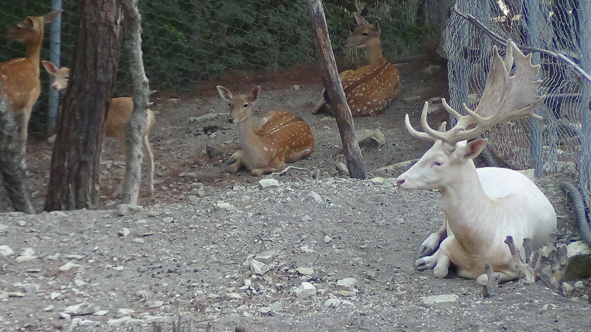 После обеда можно и полежать