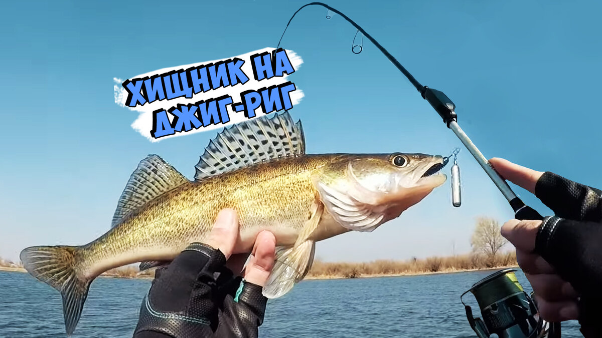 Как известно в зависимости от времени года окунь предпочитает держаться на разных дистанциях от берега и на различных глубинах. В весенней период, когда вода еще не совсем нагрелась, окунь сосредоточен у дна на глубине и по мере прогрева воды начинает выходить на более мелкие участки. В это время своими поклевками могут порадовать крупные особи и как раз в этом сюжете Артем Некряч расскажет и покажет как спровоцировать хищника на поклевку, а также подаст множество полезной информации. Смотрите интересную спиннинговую рыбалку, а также не забывайте делиться видео с друзьями, комментировать, ставить 👍 и оформлять подписку на Flagman TV! 