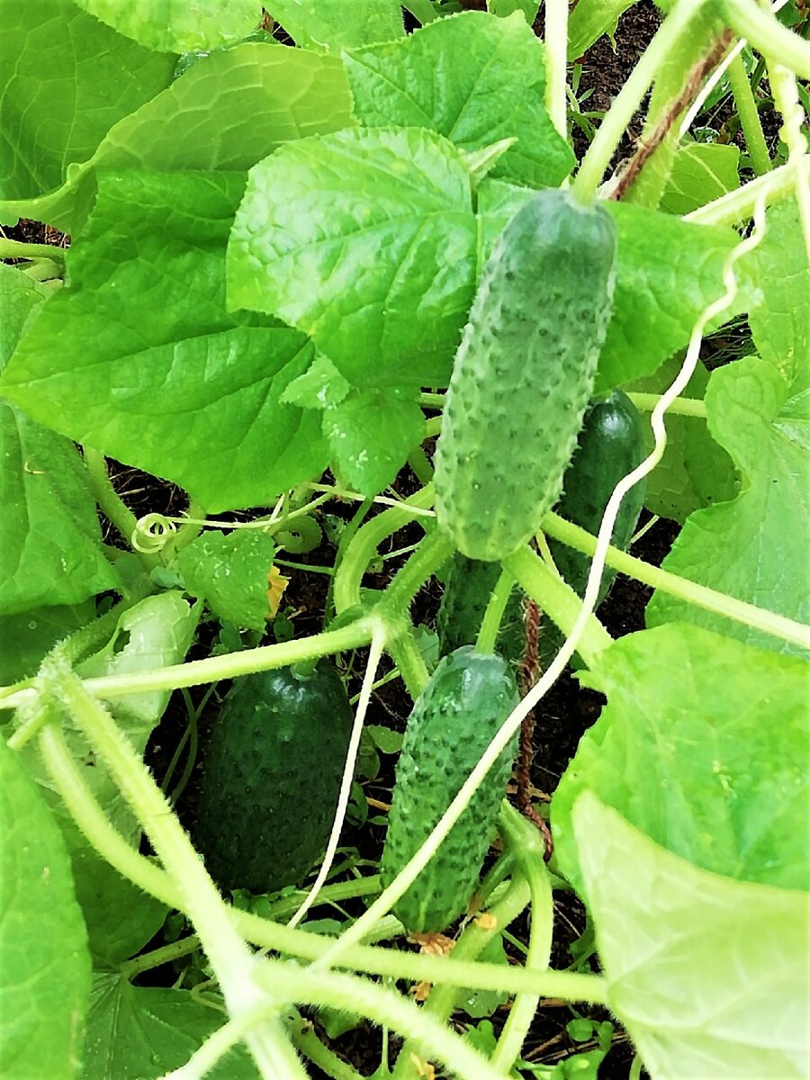 Наши огурчики