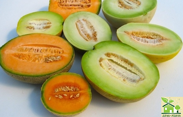 Дыня Славия: описание и характеристики сорта, особенности посадки и выращивания, отзывы - полезная информация