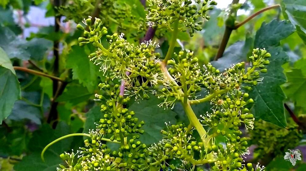 Как цветет виноград и как оплодотворяется фото
