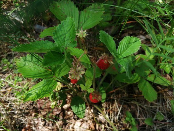 Свежие ягоды для овсянки