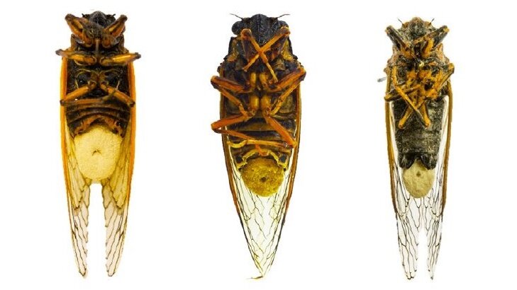 Цикады разных видов, заражённые грибами рода Massopora. Фото Boyce et al., Fungal Ecology, 2019.