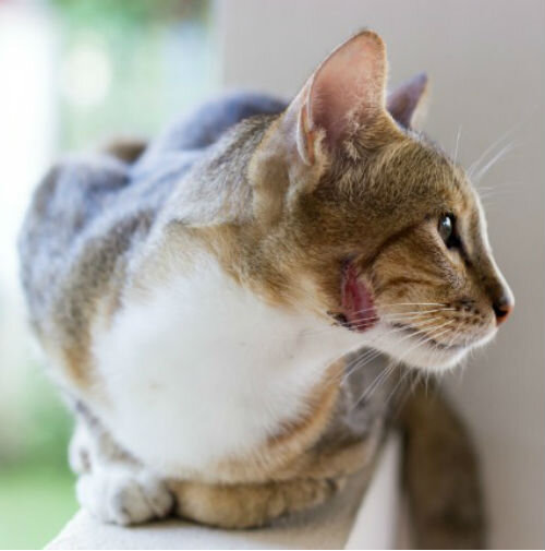 Почему кошка чешет уши?