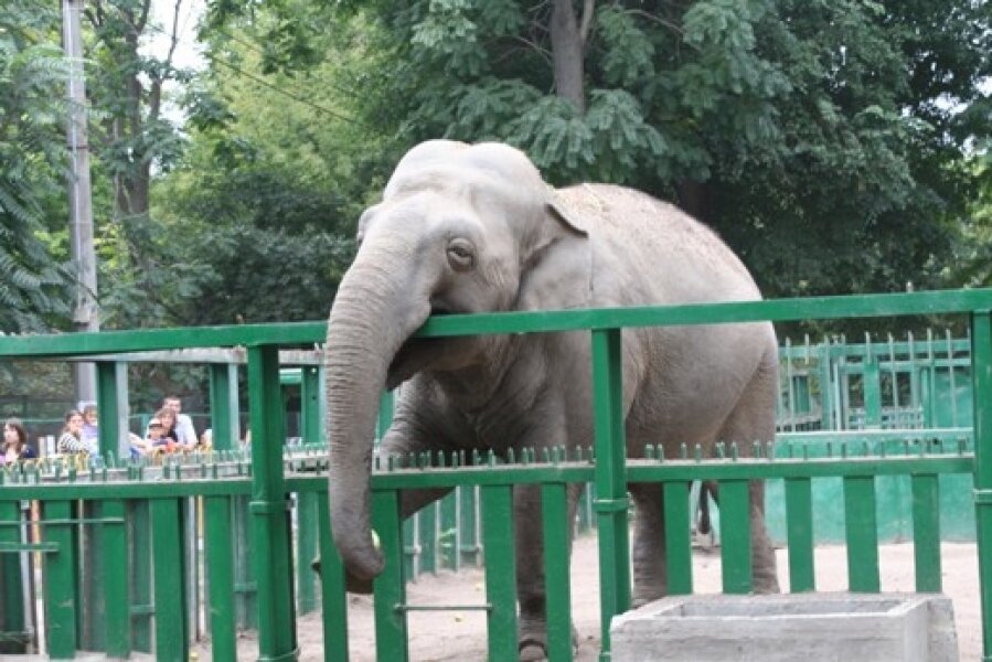 Посетив зоопарк мной были сделаны фотографии животных. Ленинградский зоопарк слониха Бетти. День защиты слонов в зоопарках 20 июня. Зоопарк Прага слоны. Слон в зоопарке.