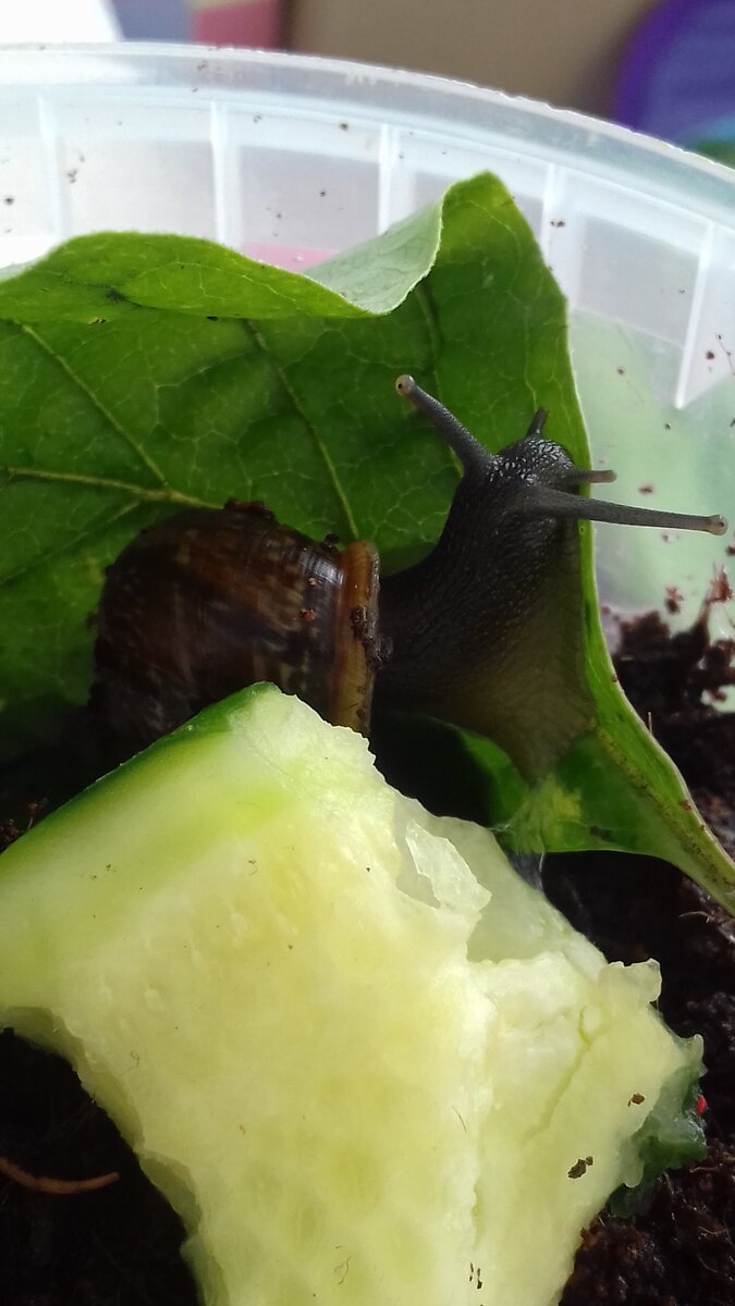 Надо еще корягу в банку положить, пожалуй