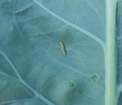 Гусеница капустной моли