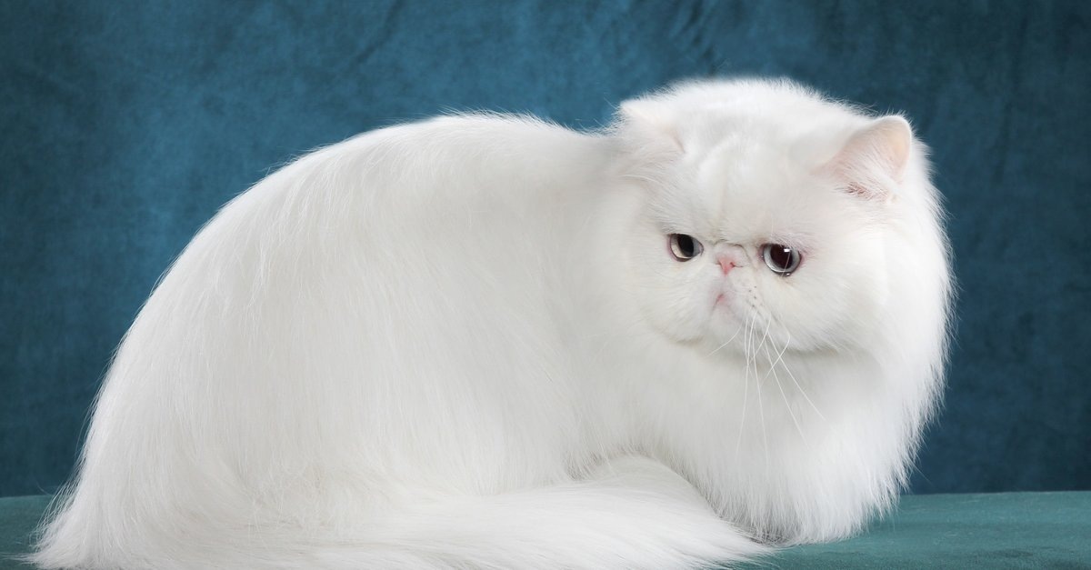 Фото взято из открытых источников поисковика "Яндекс"