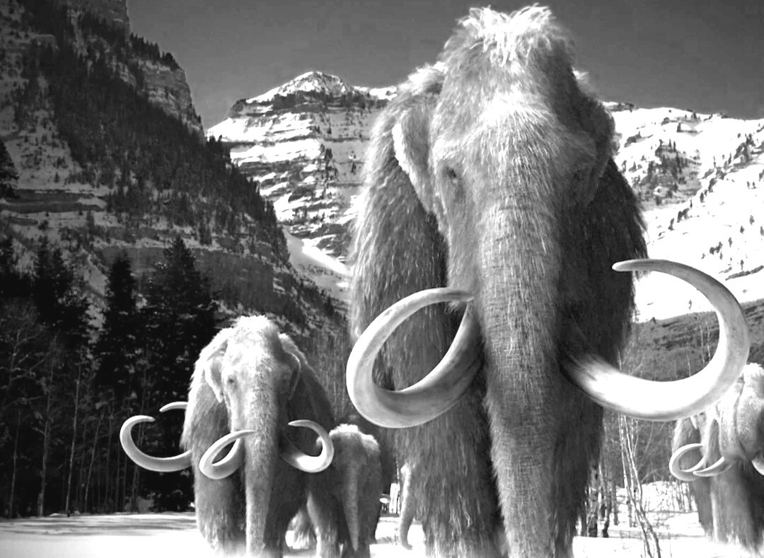 Мамонты (иллюстрация из открытых источников) 