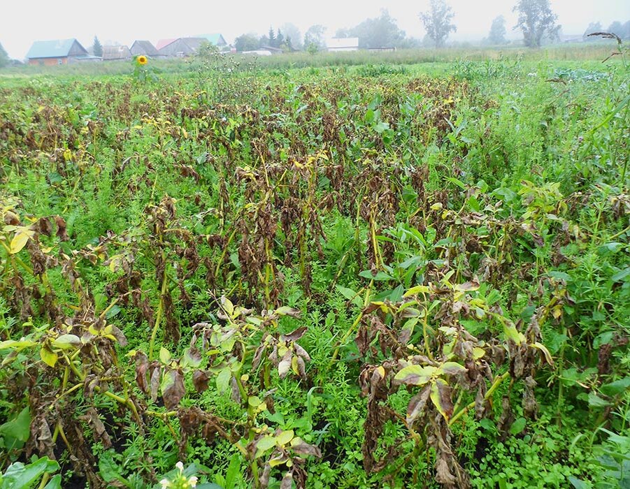 Почернела картофельная ботва от фитофторы.