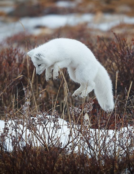 http://beautiful-wildlife.tumblr.com/post/159069047976/arctic-fox-hunting-by-igor-altuna