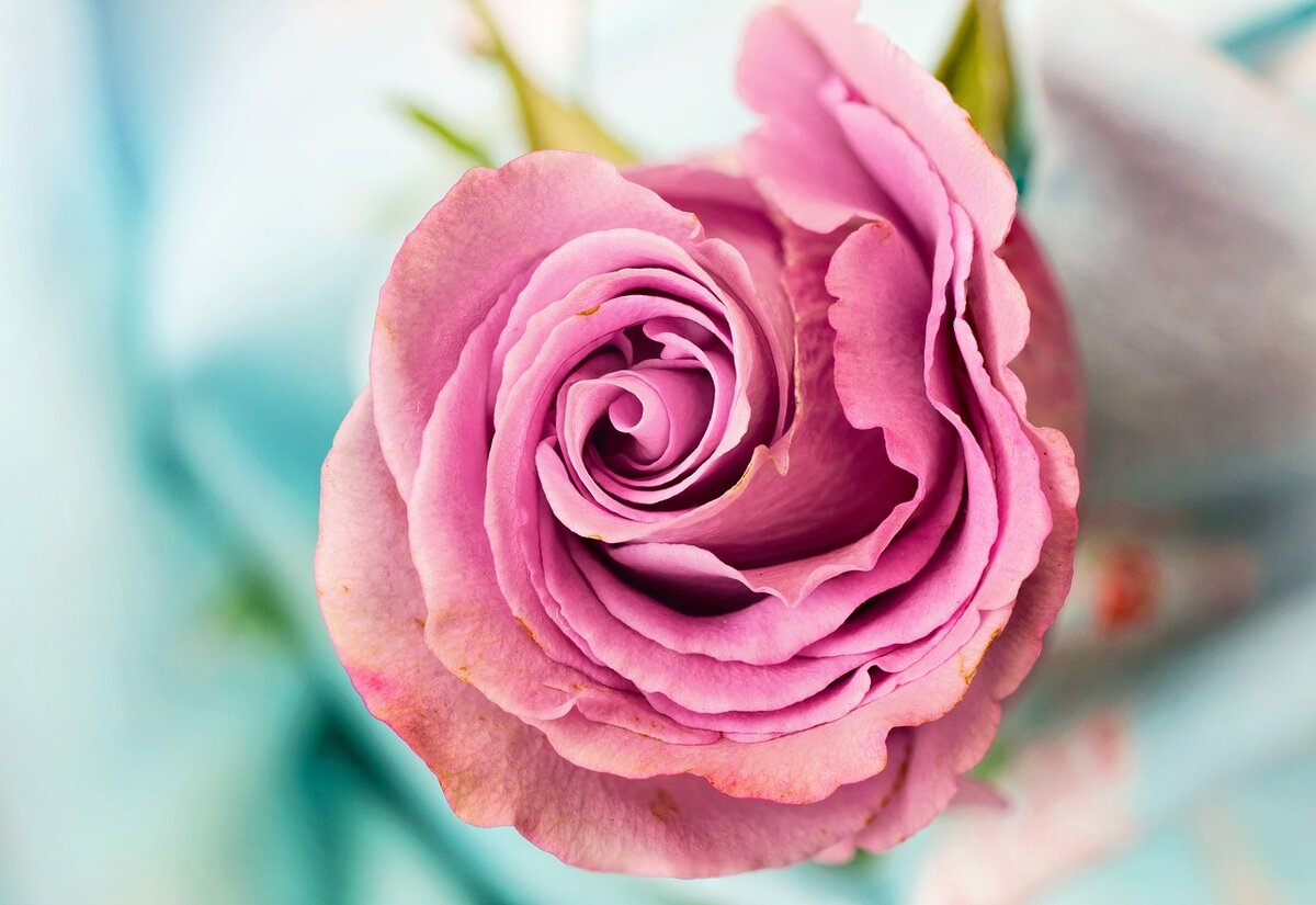 https://pixabay.com/ru