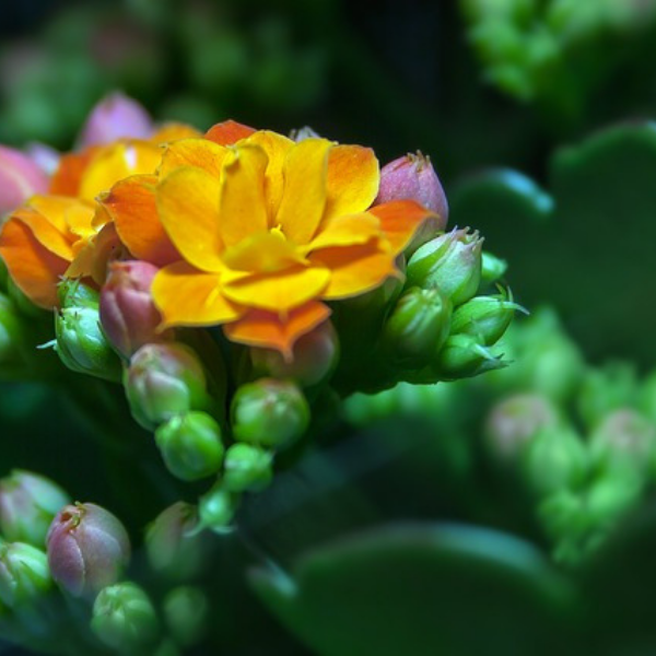 https://pixabay.com/ru/photos/%D0%BA%D0%B0%D0%BB%D0%B0%D0%BD%D1%85%D0%BE%D1%8D-%D1%86%D0%B2%D0%B5%D1%81%D1%82%D0%B8-660422/