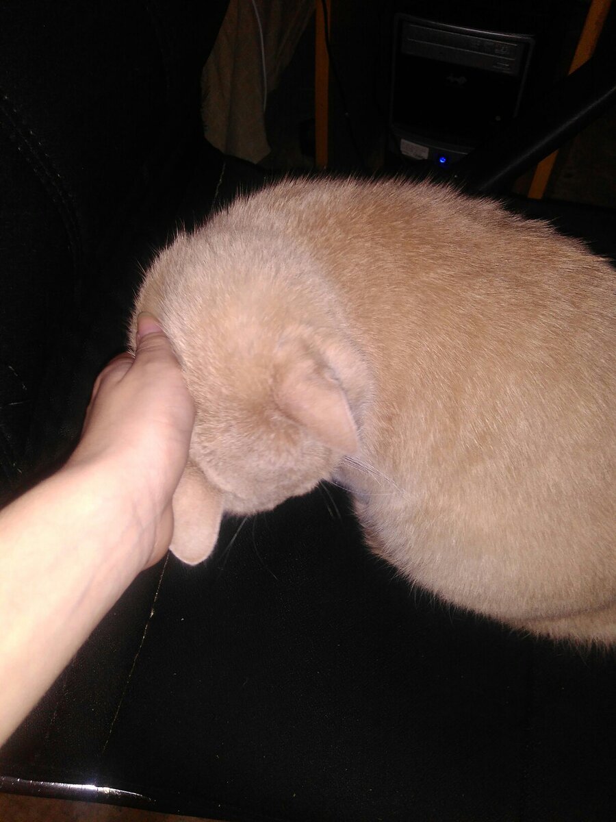 Более полезное, чем "помогающий по дому", домашнее животное