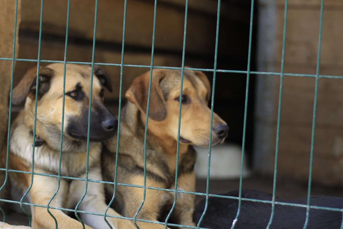 Фото из группы ВК самарского приюта "Участие"
