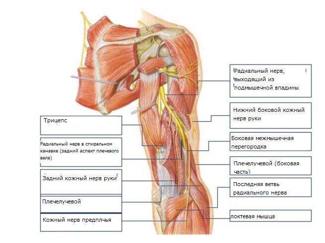 Что такое неврит плечевого нерва