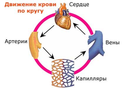 Движение крови по кругу: сердце - артерии - капилляры - вены - сердце