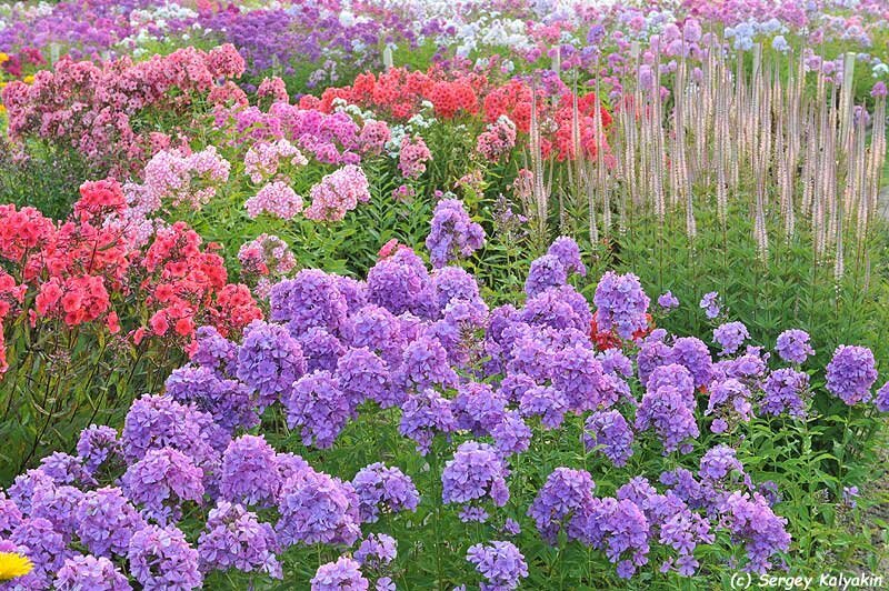 Селекционно-испытательный сад Елены Константиновой