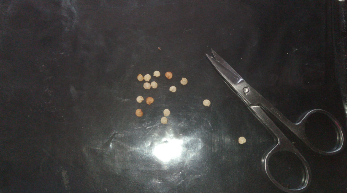 Надрезание носика семян