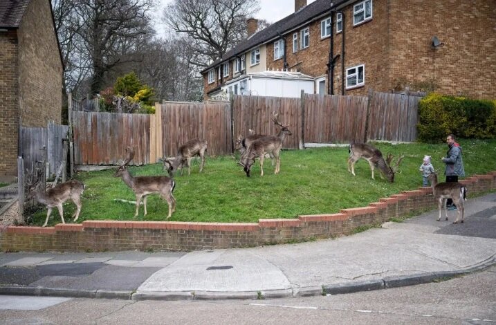 Стадо оленей в пустынном Восточном Лондоне. Фото: Getty Images