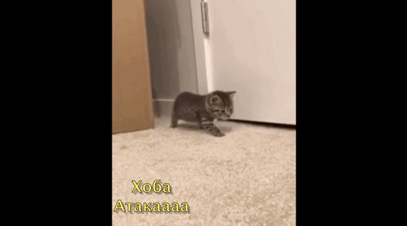 Я тигаааррррр