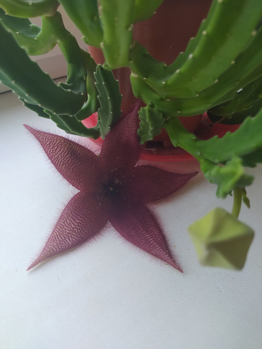 Stapelia glanduliflora