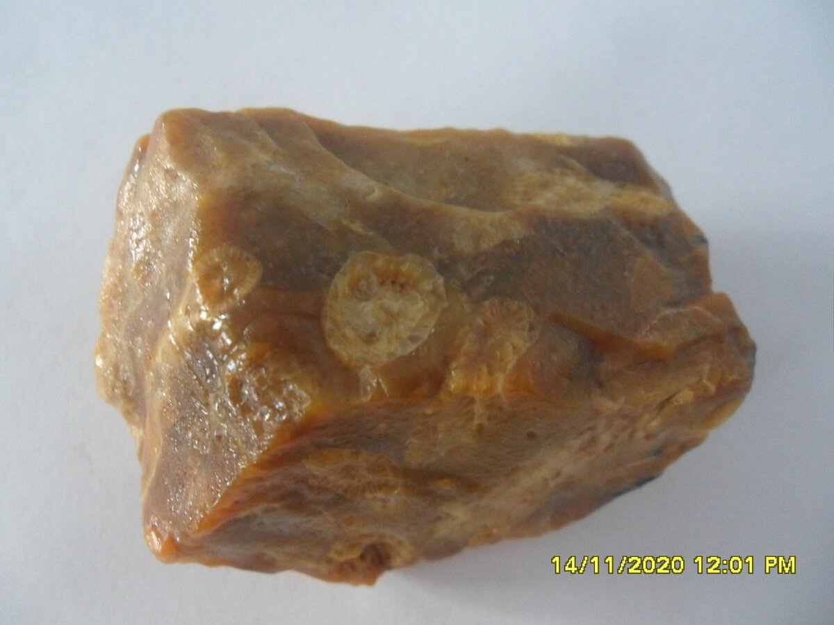 Окаменелость с берегов Синары. Фото Л. Плотниковой