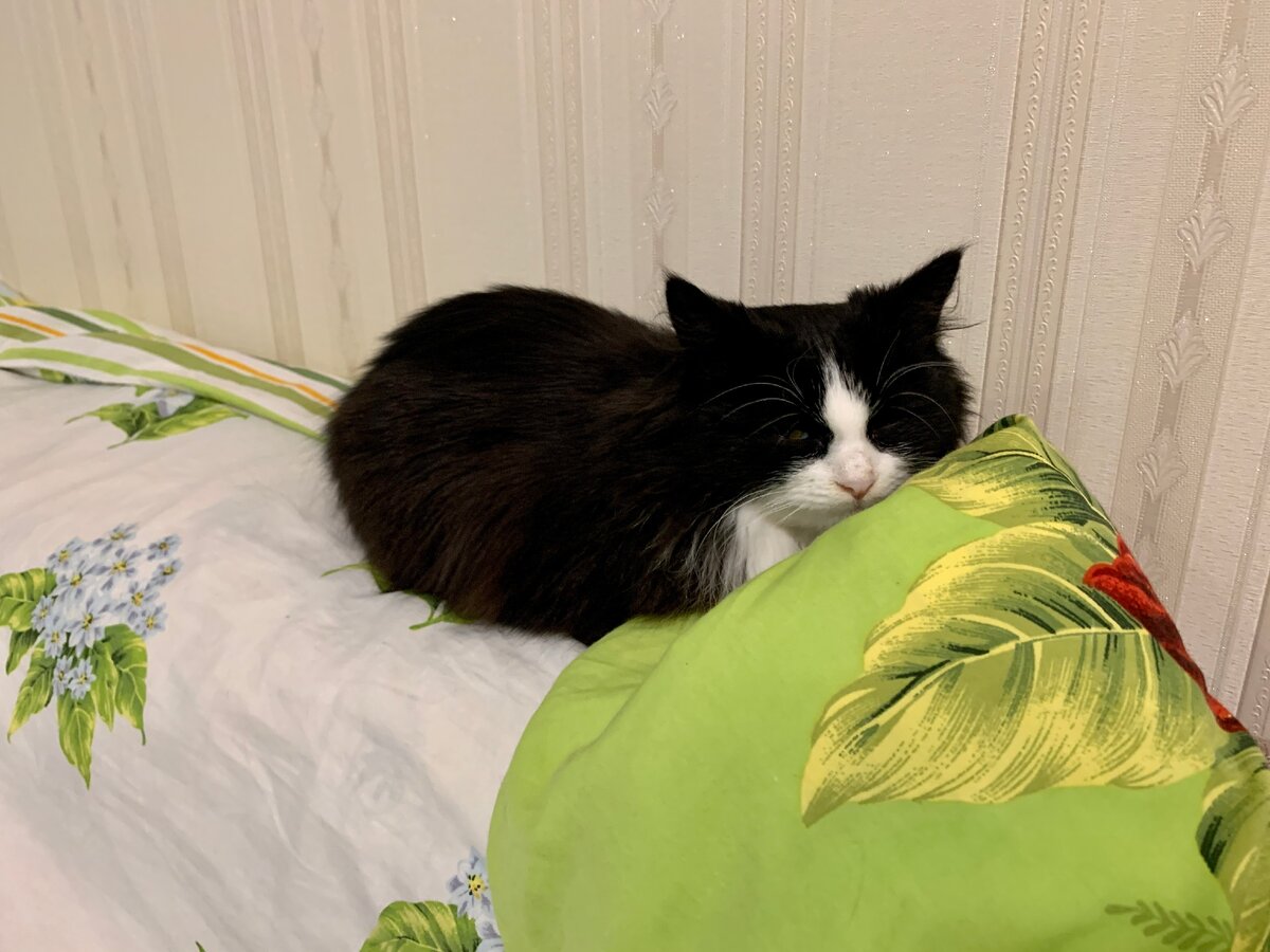 Вот так эта морда спит, когда хозяин работает днём