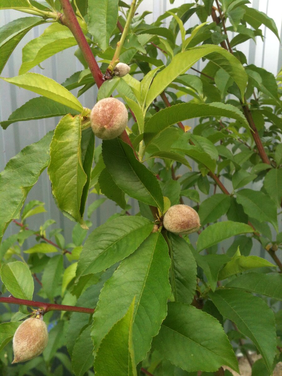 Лето-персик созревает