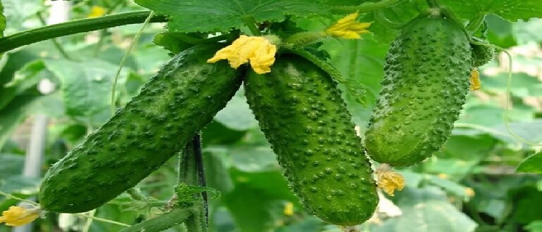 польза огурцов