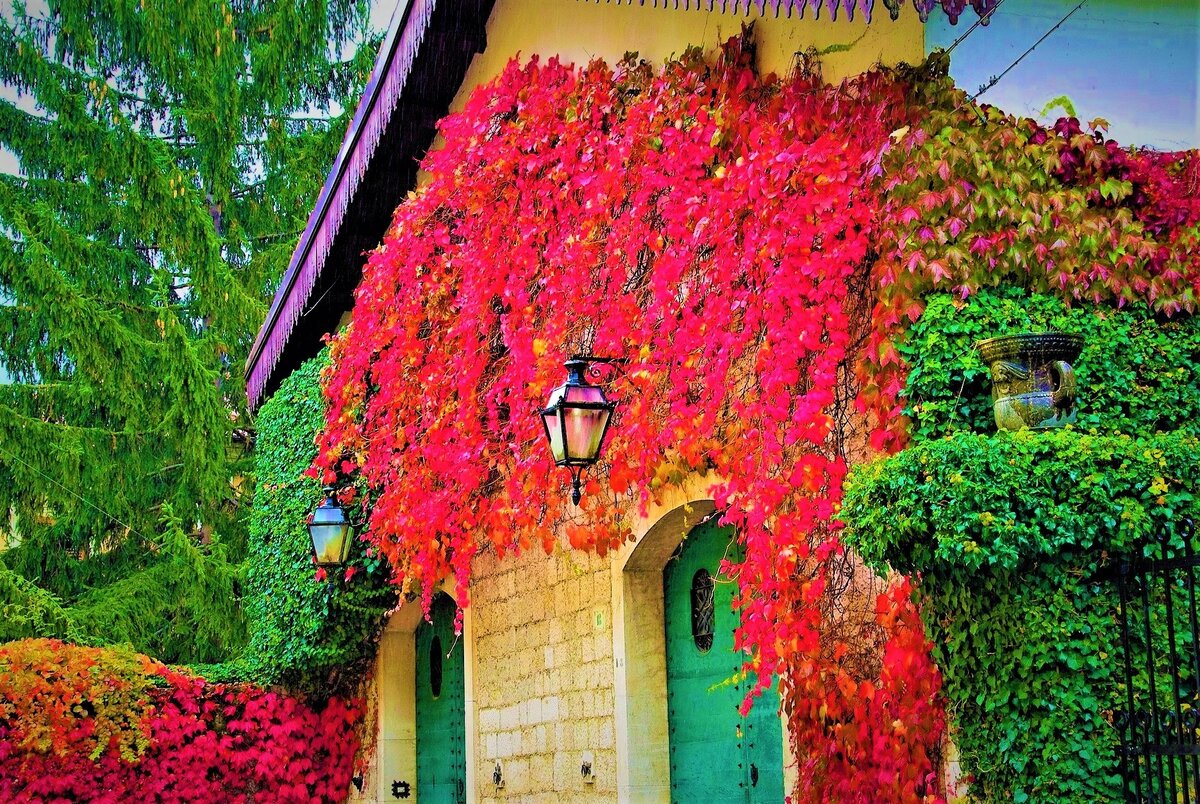 Виноград Вичи способен за несколько сезонов укрыть неприглядную стену дома или забор. Фото с источника: https://clck.ru/WMZ2d.