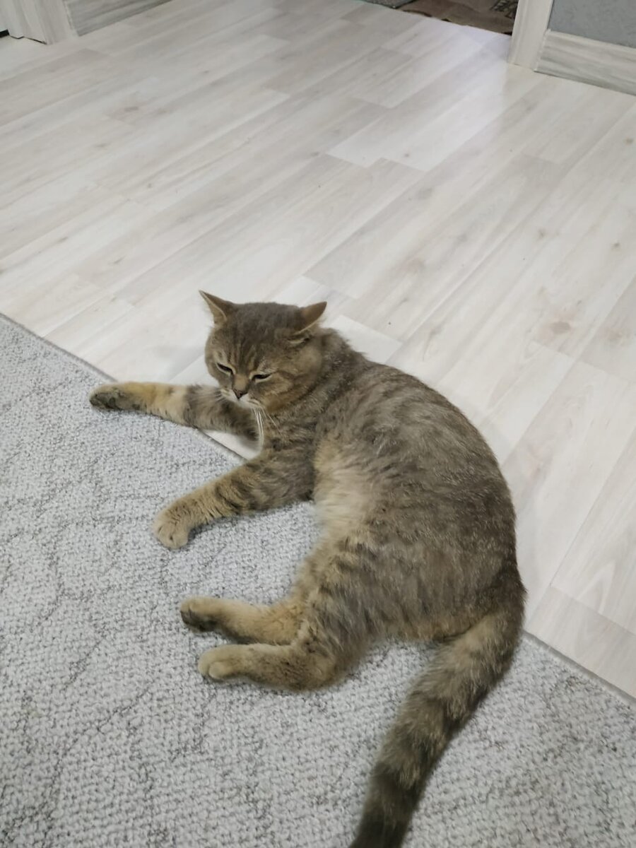 Шах, красавец-кот, герой нашего рассказа