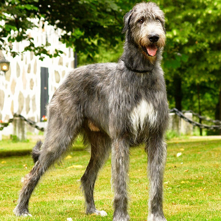 Несмотря на свое предназначение, эти собаки не слишком агрессивны. Они легко запоминают команды и имеют большой запас терпения. Представители этой породы медленно растут и становятся по-настоящему взрослыми только к двум годам. (Рост около 80 см)