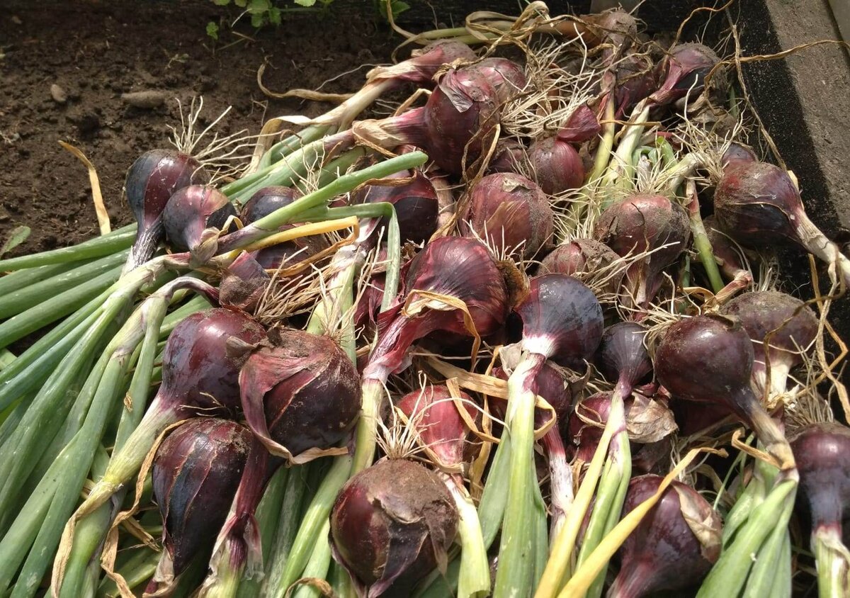 Личное фото.