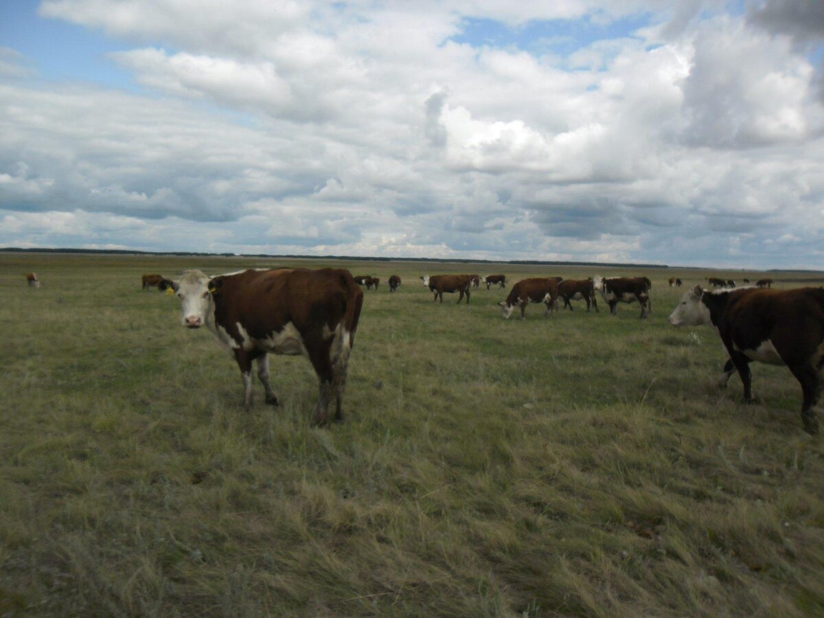 Коровы безрогие и весёлый разговорчивый пастух при них. Заблудились после Омска и уехали в сторону Казахстана. Посидели у красивого озера с лебедями и красными коровами. Лебеди были далеко для фото. 