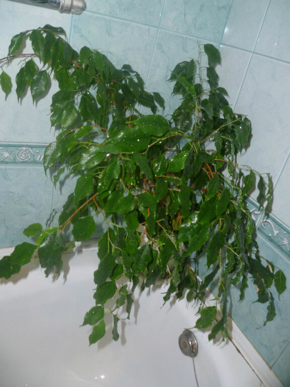 Мой самый первый фикус