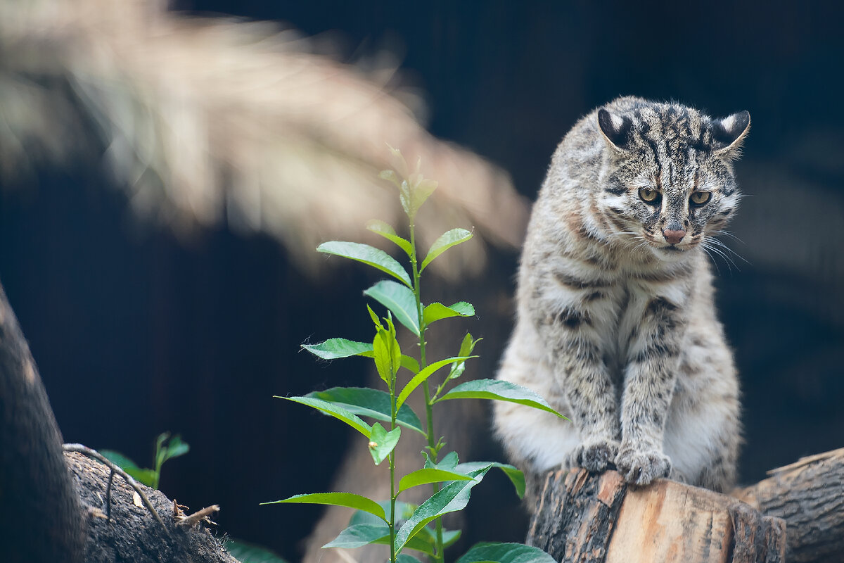 Амурский лесной кот: маленький обжора, который намеренно становится толстым  | Заметки о животных | Дзен