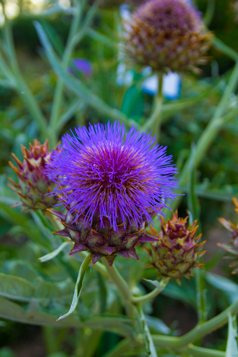 чертополох Крымский