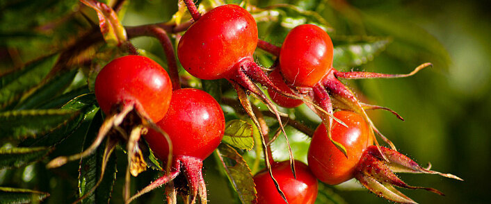 Содержание 
Шиповник: полезные свойства и противопоказания
Шиповник: полезные свойства
Шиповник: польза и вред для мужчин и женщин
Полезные свойства и противопоказания для мужчин
Полезные свойства и противопоказания для женщин
Плоды шиповника: полезные свойства и противопоказания при беременности и лактации
Шиповник: противопоказания
Свойства и применение шиповника
Применение
Имеются противопоказания, необходима консультация специалиста

Природа богата лекарственными растениями! И люди с удовольствием пользуются дарами природы в целях восстановления сил, сохранения красоты и здоровья и получения массы полезных веществ для своего организма. Шиповник — это растительный продукт, популярность которого в направлении народной медицины не знает границ. Однако это растение снискало признание и в официальной медицине. Плоды шиповника в том или ином виде вам запросто пропишет лечащий врач, если будут на то показания. Чем же ценен этот растительный продукт для человеческого организма? Какие свойства шиповника стоит для себя отметить? Об этом наша статья!

Шиповник: полезные свойства и противопоказания
Для начала разберёмся, что представляет собой шиповник. С точки зрения ботаники это кустарниковая многолетняя культура, которую относят к семейству Розоцветных. Стебли кустарника усеяны небольшими острыми шипами. В народе растение именуют «дикая роза». Это потому что кустарник с виду (стеблями и листвой) чем-то похож на декоративную розу. Однако цветки шиповника едва ли похожи на всеми любимый цветок. Цветёт шиповник одиночными бутонами, состоящими из 4–5 лепестков нежно-розового, бледно-оранжевого или бежевого цвета. Особый интерес представляют плоды шиповника — небольшие (1–1,5 см длиной) ягодки ярко-алого или оранжевого оттенка. Плоды растения немного терпкие и кислые на вкус, но их состав просто потрясает полезным разнообразием.

Произрастает шиповник почти во всех регионах нашей страны, за исключением мест с выраженным холодным климатом. Знают это растение во многих странах мира. Кустарник не прихотливый и способен расти, словно сорняк безо всякого ухода и заботы со стороны садовода. Неприхотливо растение и к температурному режиму, не требует много влаги, ему не нужна тень. Однако слишком сильная жара и морозы для этого растения губительны.

Состав
Ягоды шиповника состоят из следующего набора веществ:

Витамины группы В (тиамин, рибофлавин, фолиевая кислота).
Витамины РР (флавониды).
Витамин Е.
Витамин К и А.
Дубильные вещества (танины).
Кальций, калии, магний.
Фтор, хром, железо.
Марганец, цинк, медь.
Водорастворимая клетчатка (пектины).
Яблочная и лимонная кислота.
Витамина С в ягодах рассматриваемого растения содержится до 14 %. Для сравнения: это вдвое больше, чем содержание аскорбиновой кислоты в плодах смородины.

Шиповник: полезные свойства
Перед нами растение, которое несёт пользу организму, улучшая работу органов и восстанавливая иммунитет. Это лекарственное растение широкого спектра действия.

При простуде, гриппе, ОРВИ
За счёт высокого содержания витамина С, ягоды шиповника оказывают подавляющее действие на болезнетворные бактерии, вирусы. Питьё на основе шиповника оказывает противовоспалительное действие, способствует обезболиванию и подавлению жара. Многие наверняка помнят с детства, как при простуде им давали «компотик» из шиповника. Этот напиток помогает разжижать мокроту, лечит кашель, насморк, избавляет от  ломоты в суставах.

При гипертонии и болезнях сосудов
Плоды шиповника хороши для лечения гипертензии. Они оказывают диуретическое действие и помогают снизить давление. Часто гипертоникам рекомендуют пить настои или отвары на основе шиповника. Кроме гипотензивного действия этот продукт способствует укреплению сосудов, улучшению кровообращения.

При заболеваниях крови
Шиповник помогает наладить процесс кроветворения. Плоды этого растения прописывают при анемии, повышенном холестерине и прочих вариантах проблем. Регулярный приём средств на основе плодов шиповника помогает восстановить формулу крови и значительно снизить риски развития серьёзных патологических состояний.

Для иммунитета
Шиповник часто прописывают людям с хронической усталостью, после длительной болезни и при иммуносупрессивных состояниях. Плоды шиповника помогают восстановиться, способствуют становлению иммунной системы.

Болезни суставов и хрящевых тканей
Витаминный комплекс, содержащийся в плодах шиповника, крайне полезен для лечения суставов и хрящевых тканей. При артритах, артрозах, прочих заболеваниях костной системы шиповник рекомендуется в составе комплексного восстановительного лечения.

Гастроэнтерология
Для лечения гастрита, язвенной болезни желудка, кишечника и двенадцатиперстной кишки используют масло шиповника. Этот продукт заживляет язвы, способствует подавлению агрессивной бактериальной флоры, за счёт него ускоряется процесс регенерации тканей.

Почки и мочевыделительная система
Шиповник помогает улучшить функцию почек и мочевыделительной системы в целом. Многие инфекционные заболевания указанного отдела можно подлечить, используя средства на основе этого растения. Шиповник способствует выведению лишней жидкости из организма, устраняет отёки, предупреждает застойные процессы.

Шиповник: польза и вред для мужчин и женщин
Это растение оказывает полезное действие на организм человека. Особенно интересны свойства в направлении пользы отдельно для женского и мужского организма. Зная особенности влияния этого растения на репродуктивную систему, можно применить средства на его основе с максимальной пользой и наименьшими рисками для здоровья.

Полезные свойства и противопоказания для мужчин
Считается, что это растение помогает восстановить мужскую силу. Однако стоит сказать, что сам по себе шиповник не способен оказать выраженного терапевтического действия в этом направлении. Однако в составе комплексной терапии он будет весьма полезен и поспособствует ускорению формирования необходимого эффекта. Также шиповник полезен для сосудов и сердца. А это весьма ценно для мужчины в активном возрасте. Плоды шиповника используют для лечения начальных стадий и профилактики заболеваний простаты. Полезные свойства шиповника для мужчин на этом не заканчиваются. Ягоды этого растения можно использовать для общего укрепления организма. А так как многие мужчины не любят лечиться таблетками, вполне можно предложить им такую альтернативу, как отвар шиповника при простудах, ОРВИ, общем недомогании, усталости.

Внимание! Требуется консультация врача!

Полезные свойства и противопоказания для женщин
Это растение крайне полезно для женского здоровья. Стоит отметить такие полезные свойства шиповника для женщин:

Способствует формированию здоровой флоры в организме при подготовке к зачатию и беременности.
Выводит лишнюю жидкость, убирает отёки, способствует снижению массы тела.
Помогает избавиться от акне и чёрных точек.
Улучшает качество и цвет кожи.
Купирует головную боль, помогает устранить неприятные симптомы мигрени.
Усиливает защитные свойства организма в сезон простудных заболеваний.
Улучшает кровообращение.
Улучшает качество волос, ногтей, зубов.
Помогает избавиться от повышенной потливости.
Защищает нервную систему от стрессов.
Это ещё не вся польза шиповника для организма женщины. Подробнее о влиянии этого растения на организм беременных и кормящих женщин поговорим в следующем разделе статьи.

Плоды шиповника: полезные свойства и противопоказания при беременности и лактации
Ягоды шиповника — бесценный дар природы, который можно использовать во благо женского здоровья в самые ответственные периоды — беременность, кормление грудью.

В период вынашивания ребёнка очень часто стоит угроза развития позднего гестоза. Это состояние весьма опасно для здоровья женщины и будущего малыша. Такие симптомы, как высокое давление и отёки, характеризуют указанное состояние. Средства на основе плодов шиповника помогают мягко снизить давление и вывести лишнюю жидкость из тканей. Плоды шиповника — это довольно мягкий и безопасный вариант профилактики и лечения состояния приэклампсии у беременных. Однако без назначения врача использовать такую рекомендацию и заниматься самолечением не стоит.

Полезны плоды растения и в период грудного вскармливания. Шиповник насыщает организм мамы полезными веществами, способствует увеличению лактации. Но высокое содержание витамина С может спровоцировать аллергическую реакцию, как у малыша, так и у мамы. Принимая решение о применении описанного средства, стоит проконсультироваться со специалистом и учесть все противопоказания.

Шиповник: противопоказания
Плоды, листья, вытяжки и соки шиповника очень полезны в направлении лечения и профилактики различных заболеваний. Однако не стоит упускать из виду, что этот продукт имеет ряд противопоказаний.

Нельзя или нежелательно использовать шиповник в следующих ситуациях:

Индивидуальная непереносимость продукта и витамина С.
Высокая кислотность желудка.
Тромбоз глубоких сосудов, склонность к тромбообразованию.
Острый воспалительный период заболеваний почек и мочевыводящих путей.
При некоторых патологиях печени и желчевыводящих путей.
Гипотензия или нестабильность артериального давления.
Миокардит, другие заболевания миокарда.
Детский возраст до 2 лет.
Любые хронические состояния или острый период заболеваний предполагает необходимость консультации с врачом на предмет допустимости применения шиповника и его плодов для лечения, профилактики обострения имеющихся проблем.

Свойства и применение шиповника
Шиповник получил огромную популярность в направлении медицины именно потому, что обладает огромным спектром свойств. Растение оказывает заметное влияние на человеческий организм. Эффект от применения шиповника наступает, буквально, сразу или при накоплении в течение 2–3 дней.

Следует выделить следующие свойства шиповника:

Вяжущая способность. Это отражается на работе кишечника (устраняет диарею).
Противовоспалительное действие. Эффект хорошо заметен во время простудных заболеваний.
Лёгкое обезболивание. Снимает спазм, успокаивает стенки сосудов, устраняет головную, суставную боль.
Гипотензивное свойство. Плоды шиповника и средства на их основе значительно понижают артериальное давление.
Противоотёчное действие. Шиповник активизирует работу почек и мочеотделительной системы, выводит лишнюю жидкость.
Противомикробное действие. Полоскание на основе ягод растения помогает устранить неприятный запах изо рта, а также способствует заживлению ранок и устранить воспаление дёсен. Лечит шиповник болезни горла и носа.
Иммуномодулирующее действие. Шиповник хорошо восстанавливает иммунитет после болезни и в период вирусных и прочих инфекционных заболеваний. Рекомендуют шиповник после операций для восстановления сил и улучшения показателей крови, давления.
Омолаживающий эффект. Шиповник не только доктор, но и косметолог. Помогает избавиться от проблем с кожей, восстанавливает силу и блеск волос.
Это далеко не все свойства рассматриваемого лекарственного растения. Шиповник хорош во многих направлениях сохранения здоровья, молодости и красоты.

Применение
Конечно, чтобы получить эффект от использования шиповника необходимо знать, как его применять. Для медицинских, косметологических целей применяют разные части растения: листья, корень, стебли. Однако самой большой популярностью пользуются именно плоды. Нет, их почти никогда не едят просто так. Однако на основе этих ягод заваривают отвары, делают настои, готовят масла и взвары.

Самым популярным является настой на ягодах шиповника.

Для приготовления необходимы ягоды — 200–300 грамм, термос, кипячёная вода горячая — 1 литр. Ягоды нужно промыть и избавить от лишнего мусора. Уложить ягоды в термос и залить кипятком. Плотно накрыть термос крышкой и оставить так минимум на 2 часа. Когда жидкость настоится, её можно процедить или просто слить без ягод. Этот настой хорош для устранения отёков, понижения давления, лечения простуды и кашля. Этот настой пьют для общего укрепления организма.

Отвар на ягодах шиповника — ещё одно популярное средство. Его готовят из тех же ингредиентов. Только, промытые ягоды отправляют в огнеупорную ёмкость и заливают 1 литром воды. Включают медленный огонь и варят до закипания. Как только отвар закипит, огонь следует выключить. Жидкость должна настояться в течение 40 минут. Далее можно пить отвар мелкими глотками в течение дня.

Считается, что настой на ягодах полезней отвара. Однако многое зависит от целей и имеющихся проблем. Лучше проконсультироваться со специалистом.

Шиповник — красочное и яркое растение, обладающее лекарственными свойствами! Если нет противопоказаний, обязательно стоит попробовать этот продукт для лечения и профилактики имеющихся проблем. Ведь шиповник — это довольно вкусное и ароматное природное лекарство.