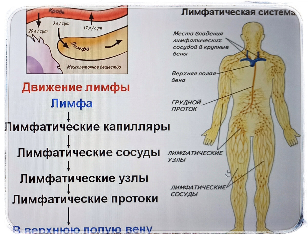 Сила орган