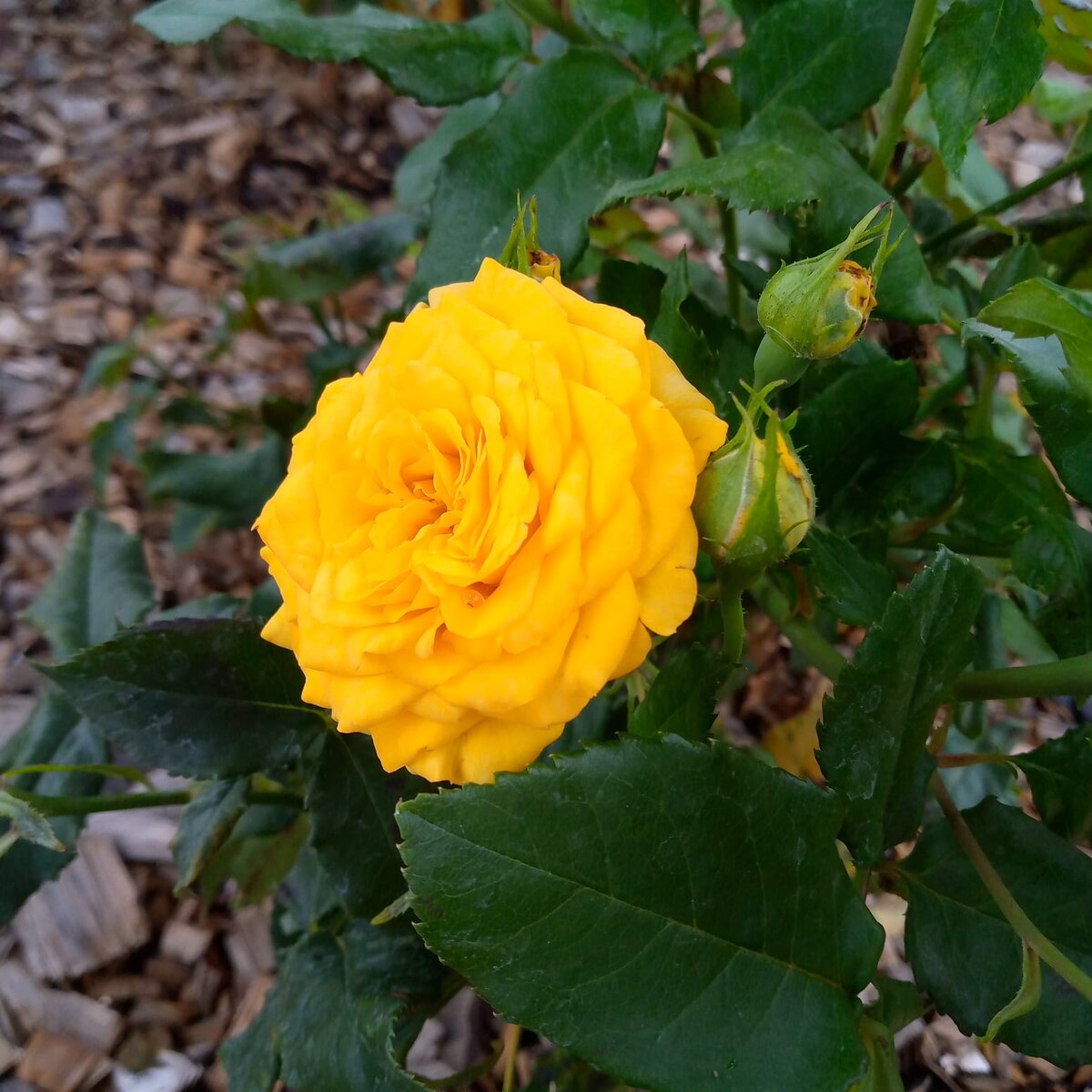 Золотая роза. Работа О. Камаловой.