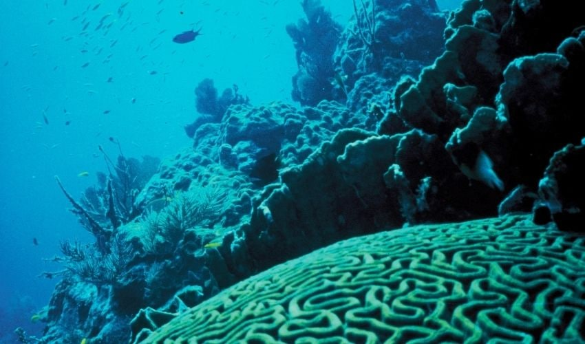 Возродить коралловые рифы можно методом 3D-печати