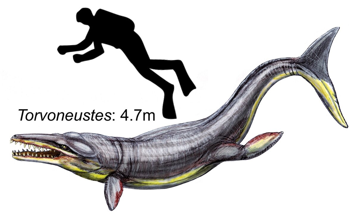 Метриоринхиды (Metriorhynchidae) – морские крокодилы с рыбьими хвостами