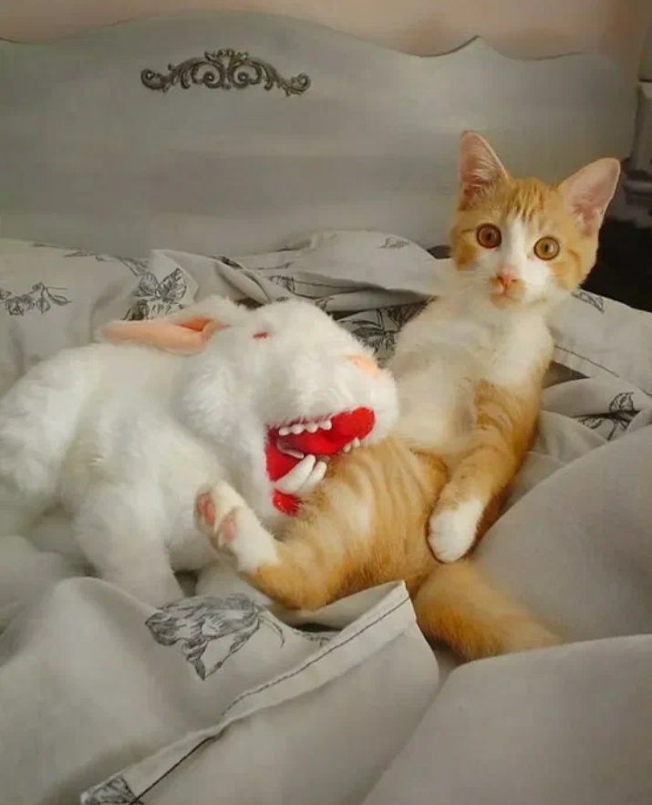 Свободный доступ. "Кролик хочет меня съесть??? Вы серьезно??))"😅