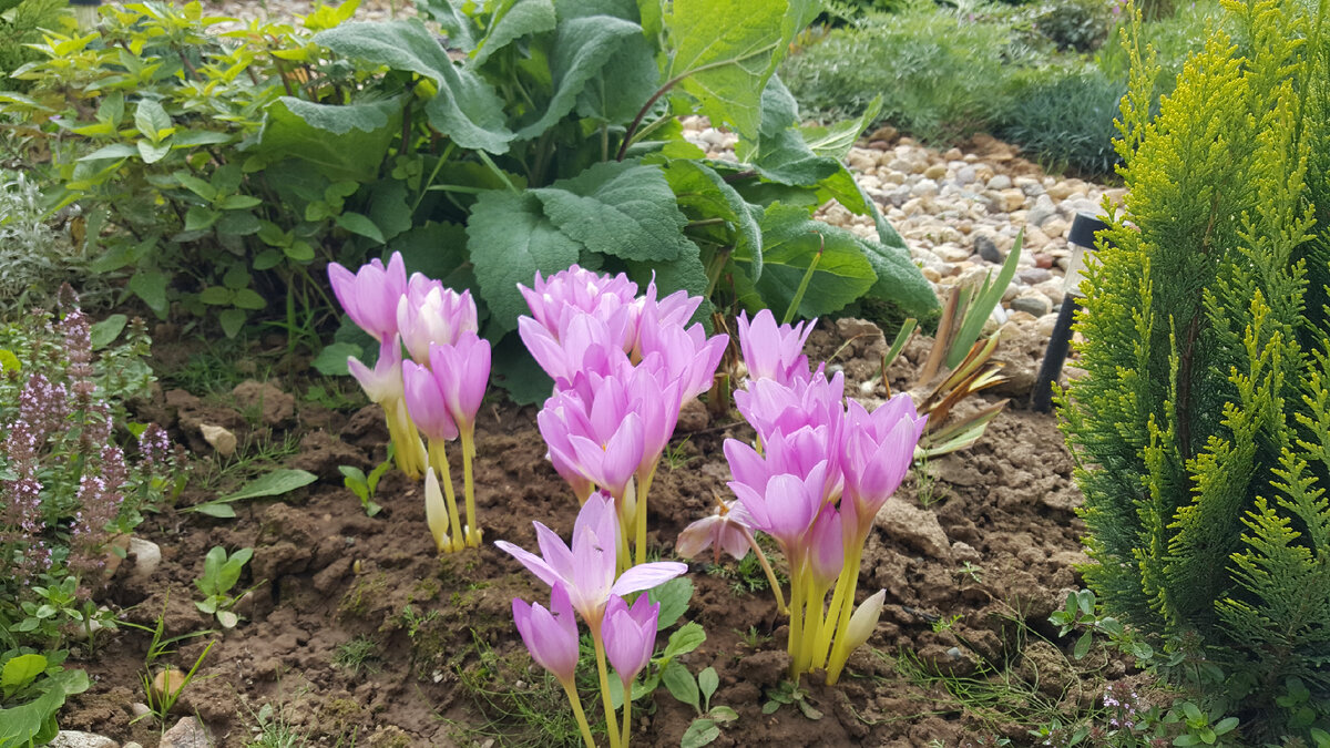 Безвременник великолепный Colchicum speciosum Stev