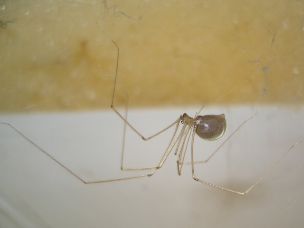 Pholcus phalanginaria паук сенокосец.