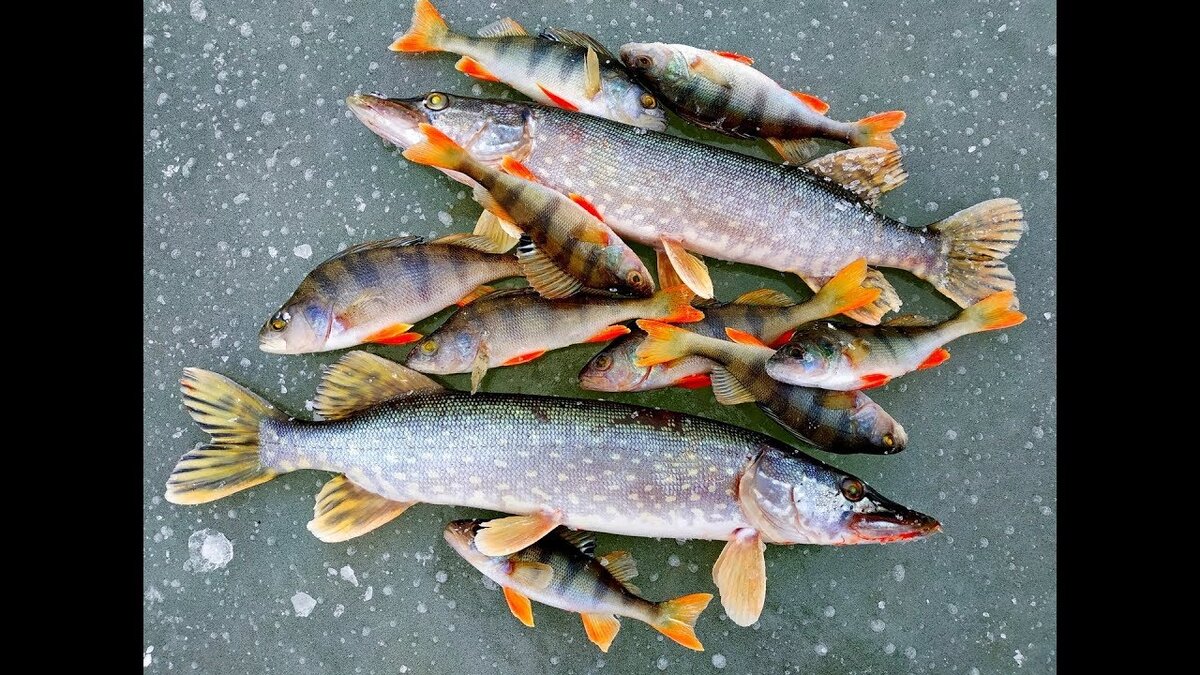 фото из Сети