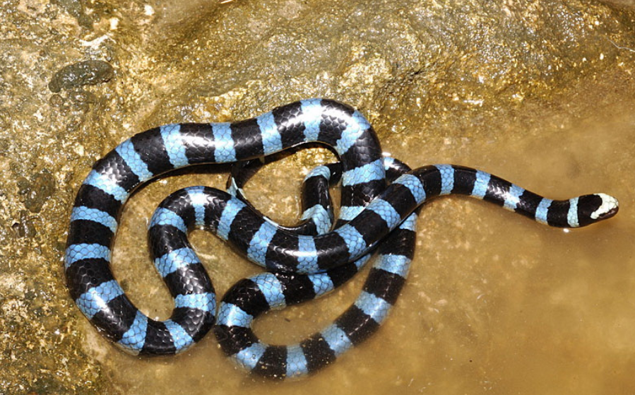 Морской змей Белчера.