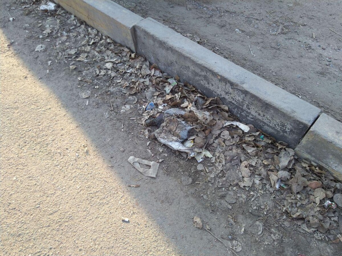 Дохлый голубь на омском тротуаре. Фото © Татьяна Ильина, 2019.