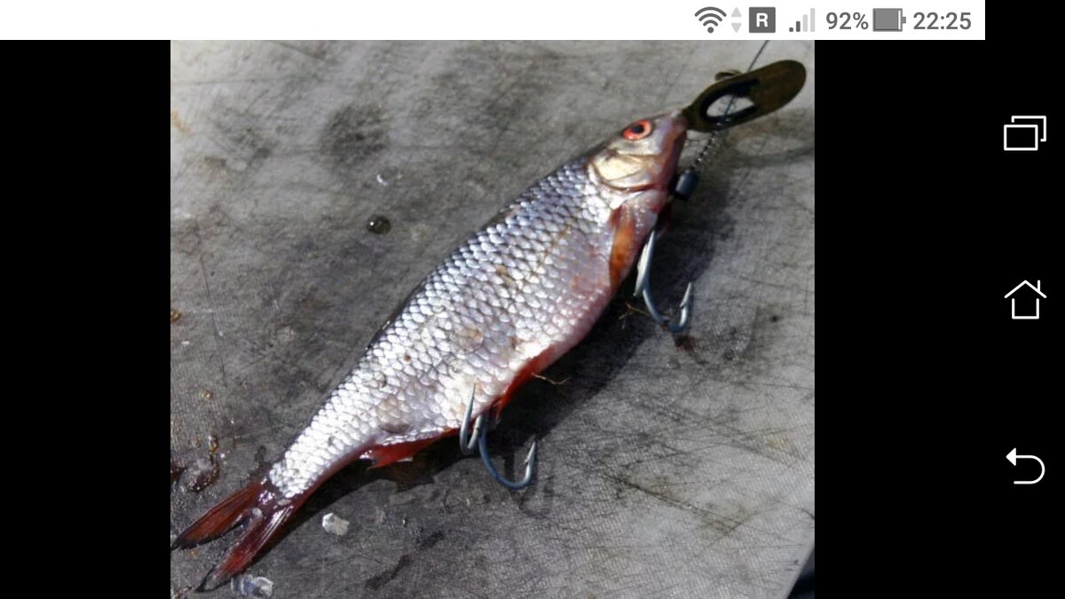 фото Удочка на живца: Оснастка для ловли на живца щуку и судака